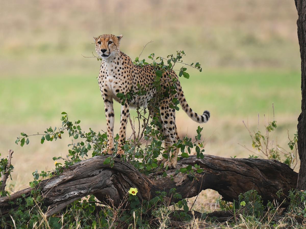 One Nature Nyaruswiga Serengeti Banagi Exterior foto